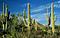 Avatar di Il Saguaro