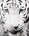 Avatar di whitetiger90