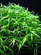 Avatar di Activator
